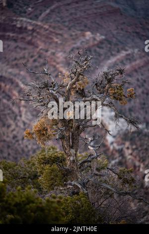 Kärrisch karger Baum blickt über den Rand des Grand Canyon entlang des Südrands Stockfoto