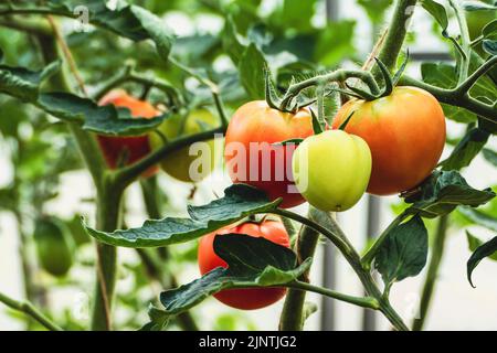 Im Gewächshaus reifen die hausgemachten Tomaten auf Weinreben, grünen und roten Tomaten Stockfoto