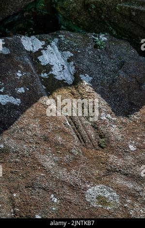 Antiker fossiler Baumabdruck auf der Oberfläche einer Gittersteinplatte im Dobb Edge Quarry in der Nähe von Baslow und Chatsworth House, Derbyshire. Stockfoto