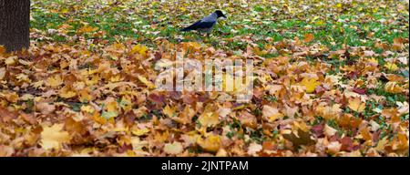 Herbst. Blätter auf dem Boden. Fallen hinterlässt einen natürlichen Hintergrund. Bunte Blätter sind im Gras. Stockfoto