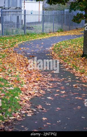 Herbst. Blätter auf dem Boden. Fallen hinterlässt einen natürlichen Hintergrund. Bunte Blätter sind im Gras. Stockfoto