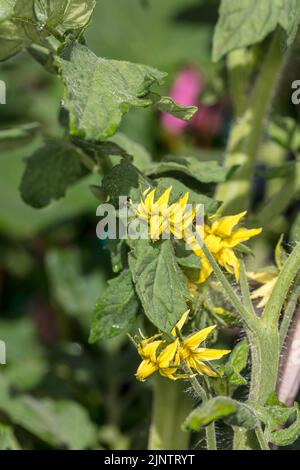 Ananas, Ananas, Bifftomat (Solanum lycopersicum) Stockfoto