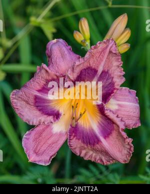 "El Torheit' Daylily, Daglilja (Hemerocallis) Stockfoto