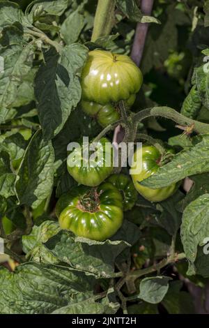 Ananas, Ananas, Bifftomat (Solanum lycopersicum) Stockfoto