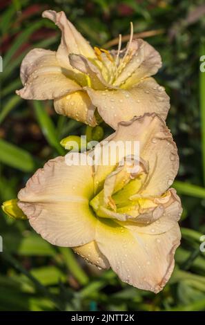 'Jean Swann' Daylily, Daglilja (Hemerocallis) Stockfoto