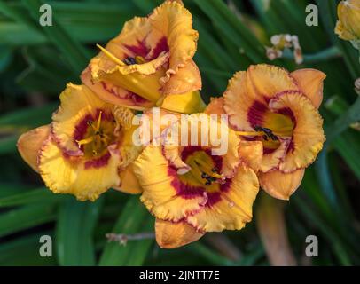 'Tigerling' Daylily, Daglilja (Hemerocallis) Stockfoto