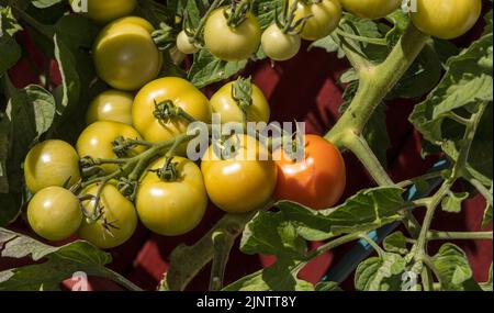 „Alicante“-Tomate, Tomate (Solanum lycopersicum) Stockfoto