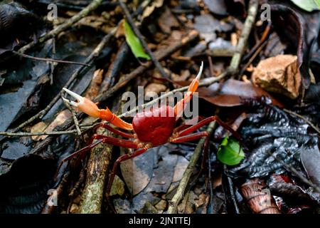 Cat Ba Nationalpark Wanderung Stockfoto