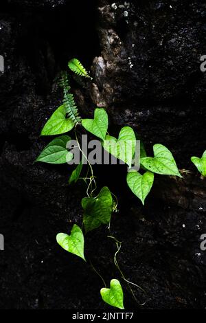 Cat Ba Nationalpark Wanderung Stockfoto