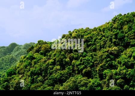 Cat Ba Nationalpark Wanderung Stockfoto