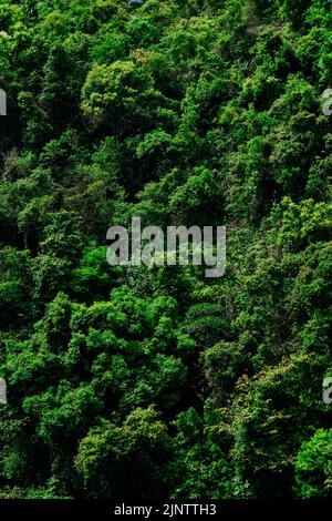 Cat Ba Nationalpark Wanderung Stockfoto