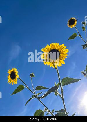 Eine Sammlung von leuchtend gelben Sonnenblumen mit Blütenblättern steht über dem Kopf, die von der niedrigen Nachmittagssonne vor einem strahlend blauen Sommerhimmel beleuchtet werden. Stockfoto