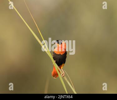 Seitenansicht des süderroten Bischofs auf einem Schilf, Bahrain Stockfoto