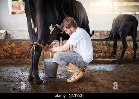 Eine Kuh melken. Ganzkörperaufnahme eines jungen Mannes, der eine Kuh im Stall melkt. Stockfoto