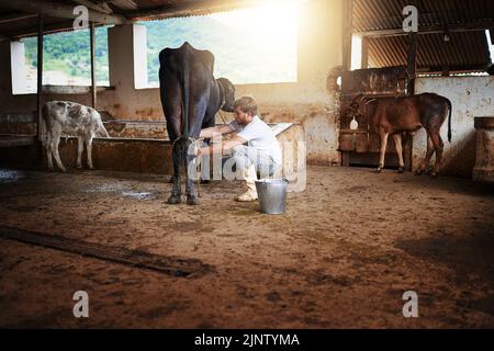 Eine Kuh nach der anderen melken. Ganzkörperaufnahme eines jungen Mannes, der eine Kuh im Stall melkt. Stockfoto