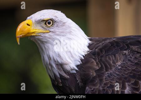 Ein großer Weißkopfseeadler (Haliaeetus leucocephalus), der Nationalvogel der Vereinigten Staaten, im Zoo Atlanta in Atlanta, Georgia. (USA) Stockfoto