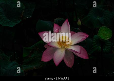 Die nationale Lotusblume Vietnams Stockfoto