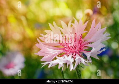 Blassrosa Kornblumenblüte Nahaufnahme vor dem Hintergrund von Grün. Stockfoto