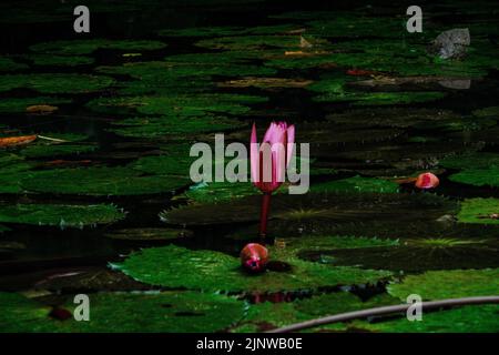 Die nationale Lotusblume Vietnams Stockfoto