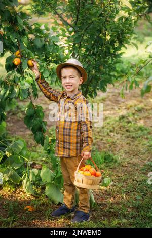 Glücklicher kleiner Junge, der Aprikosen im Korb pflückt Stockfoto