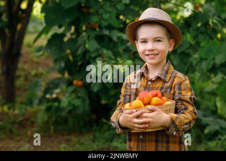 Lächelndes Kind Junge hält Korb mit Aprikosen Stockfoto