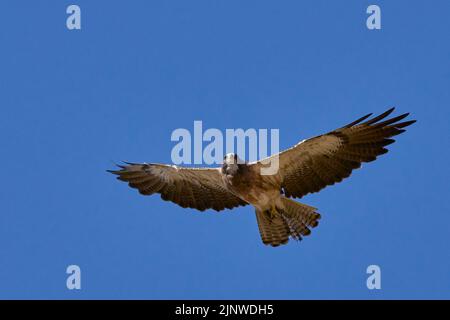 Swainson' Hawk (Buteo Swainsoni) über dem Kopf mit Nagetieren in Talonen, Yolo County California USA Stockfoto