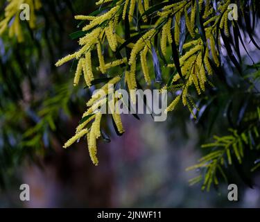 Coast Myall Stockfoto