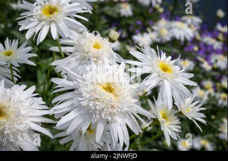 Leucanthemum x superbum 'Wirral Supreme' ist Shasta Daisy einer der doppelblühenden Sorten Stockfoto