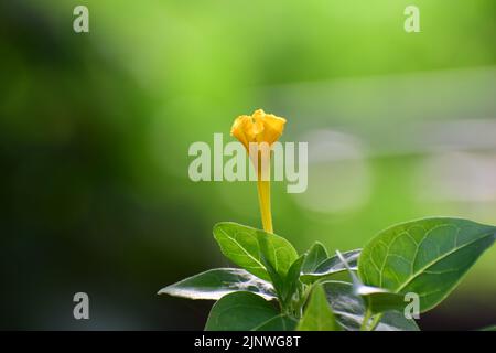 Isolierte seltene gelbe Blume in verschwommener grünlicher Natur Stockfoto