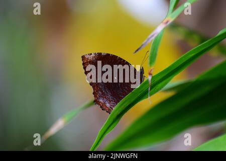 Brauner Schmetterling, der auf grünem Blatt ruht Stockfoto