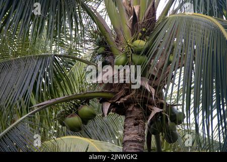 Kokosnüsse auf einer Palme in Mexiko Stockfoto