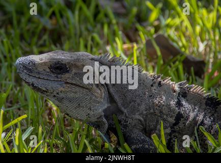 Ein gewöhnlicher Stachelschwanzleguan (Ctenosaura similis) in Tulum, Mexiko Stockfoto