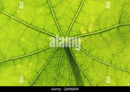 Nahaufnahme des Blattes Stockfoto