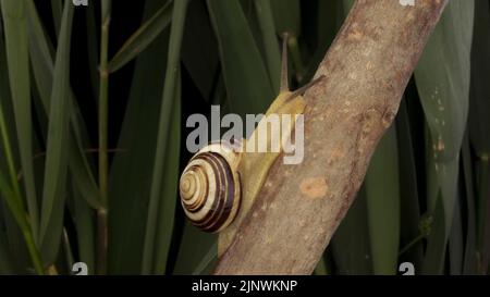 Nahaufnahme der Braunlipped Snail, die auf einer Knospe kriecht, der wilden Zwiebel Allium auf dem Hintergrund der grünen Blätter. Stockfoto