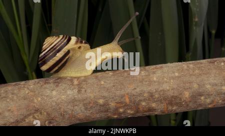 Nahaufnahme der Braunlipped Snail, die auf einer Knospe kriecht, der wilden Zwiebel Allium auf dem Hintergrund der grünen Blätter. Stockfoto