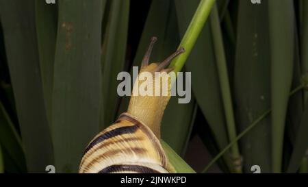 Nahaufnahme der Braunlipped Snail, die auf einer Knospe kriecht, der wilden Zwiebel Allium auf dem Hintergrund der grünen Blätter. Stockfoto