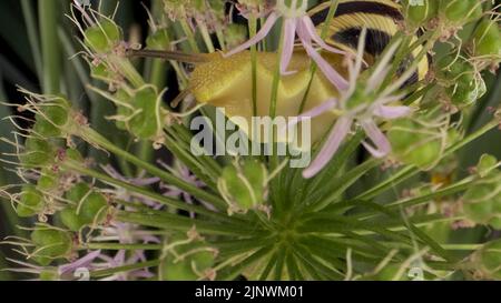Nahaufnahme der Schnecke, die auf einer wilden Zwiebel der Alliumblume kriecht, und frisst sie auf dem Hintergrund grüner Blätter. Stockfoto
