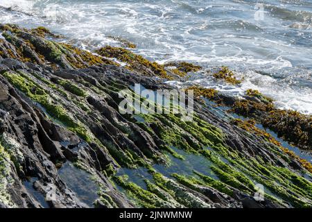 Schaum auf den Wellen, Küstenfelsen. Algen auf Felsen, Landschaft. Grünes Moos auf Felsen in der Nähe des Wassers Stockfoto