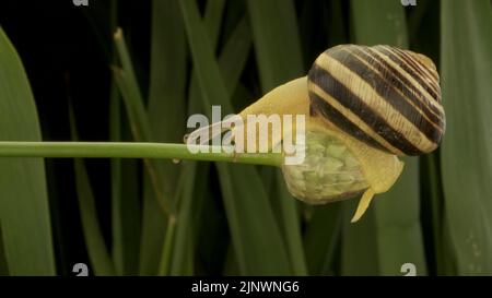 14. August 2022, Oblast Odessa, Ukraine, Osteuropa: Nahaufnahme der Braune-lipped-Schnecke, die auf einer Knospe kriecht Allium-Wildzwiebel auf dem Hintergrund grüner Blätter. (Bild: © Andrey Nekrasov/ZUMA Press Wire) Stockfoto