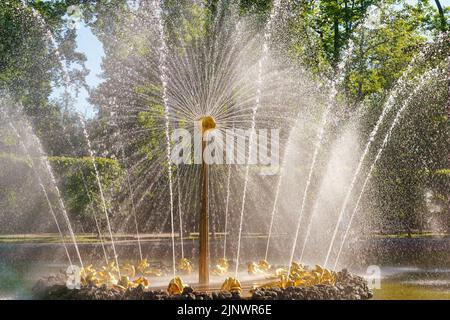 22. Juni 2022, Peterhof, Sankt Petersburg, Russland. Brunnen "Sonne" im unteren Park des Peterhofs an einem hellen sonnigen Tag Stockfoto