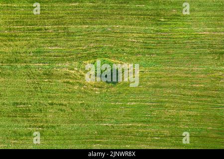 Einzelner Baum in der oberen Ansicht des Feldes. Blick von oben auf einsamen Baum in einem grünen Feld, perfektes Nachmittagslicht Stockfoto