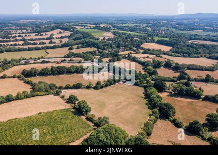 Sussex, Großbritannien. 13. August 2022. Die Reben im Weinberg Redfold, der Abriel Sekt (im Osten sussex) macht, bleiben wegen ihrer tiefen Wurzeln grün, aber die Felder sind um sie herum versengt gelb. Der Beginn der zweiten kurzen Hitzewelle und die Ankündigung der Dürrebedingungen in einem Großteil des Vereinigten Königreichs. Kredit: Guy Bell/Alamy Live Nachrichten Stockfoto