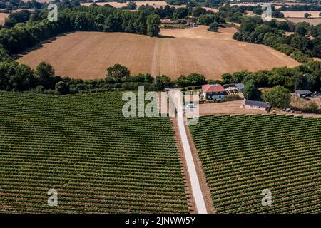 Sussex, Großbritannien. 13. August 2022. Die Reben im Weinberg Redfold, der Abriel Sekt (im Osten sussex) macht, bleiben wegen ihrer tiefen Wurzeln grün, aber die Felder sind um sie herum versengt gelb. Der Beginn der zweiten kurzen Hitzewelle und die Ankündigung der Dürrebedingungen in einem Großteil des Vereinigten Königreichs. Kredit: Guy Bell/Alamy Live Nachrichten Stockfoto