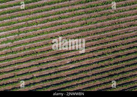 Sussex, Großbritannien. 13. August 2022. Die Reben im Weinberg Redfold, der Abriel Sekt (im Osten sussex) macht, bleiben wegen ihrer tiefen Wurzeln grün, aber die Felder sind um sie herum versengt gelb. Der Beginn der zweiten kurzen Hitzewelle und die Ankündigung der Dürrebedingungen in einem Großteil des Vereinigten Königreichs. Kredit: Guy Bell/Alamy Live Nachrichten Stockfoto