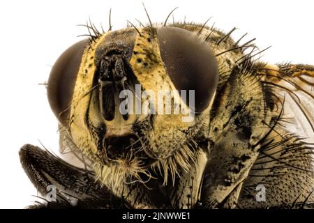 Makro-Vorderansicht des Kopfes einer Hausfliege (Musca domestica) mit einem großen zusammengesetzten Auge und Palpsen, Surrey, Großbritannien Stockfoto