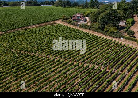 Sussex, Großbritannien. 13. August 2022. Die Reben im Weinberg Redfold, der Abriel Sekt (im Osten sussex) macht, bleiben wegen ihrer tiefen Wurzeln grün, aber die Felder sind um sie herum versengt gelb. Der Beginn der zweiten kurzen Hitzewelle und die Ankündigung der Dürrebedingungen in einem Großteil des Vereinigten Königreichs. Kredit: Guy Bell/Alamy Live Nachrichten Stockfoto