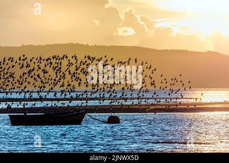 Knoten; Calidris canutus; Flock in Flight; Dee Estuary; Großbritannien Stockfoto