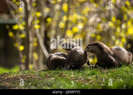 Eine Familie von drei asiatischen kurzen Krallenottern, die zusammen auf dem Gras sitzen, der Edinburgh Zoo Stockfoto