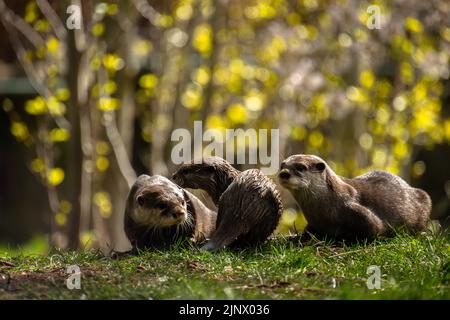 Eine Familie von drei asiatischen kurzen Krallenottern, die zusammen auf dem Gras sitzen, der Edinburgh Zoo Stockfoto