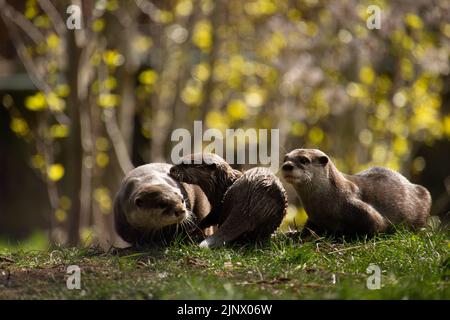 Eine Familie von drei asiatischen kurzen Krallenottern, die zusammen auf dem Gras sitzen, der Edinburgh Zoo Stockfoto